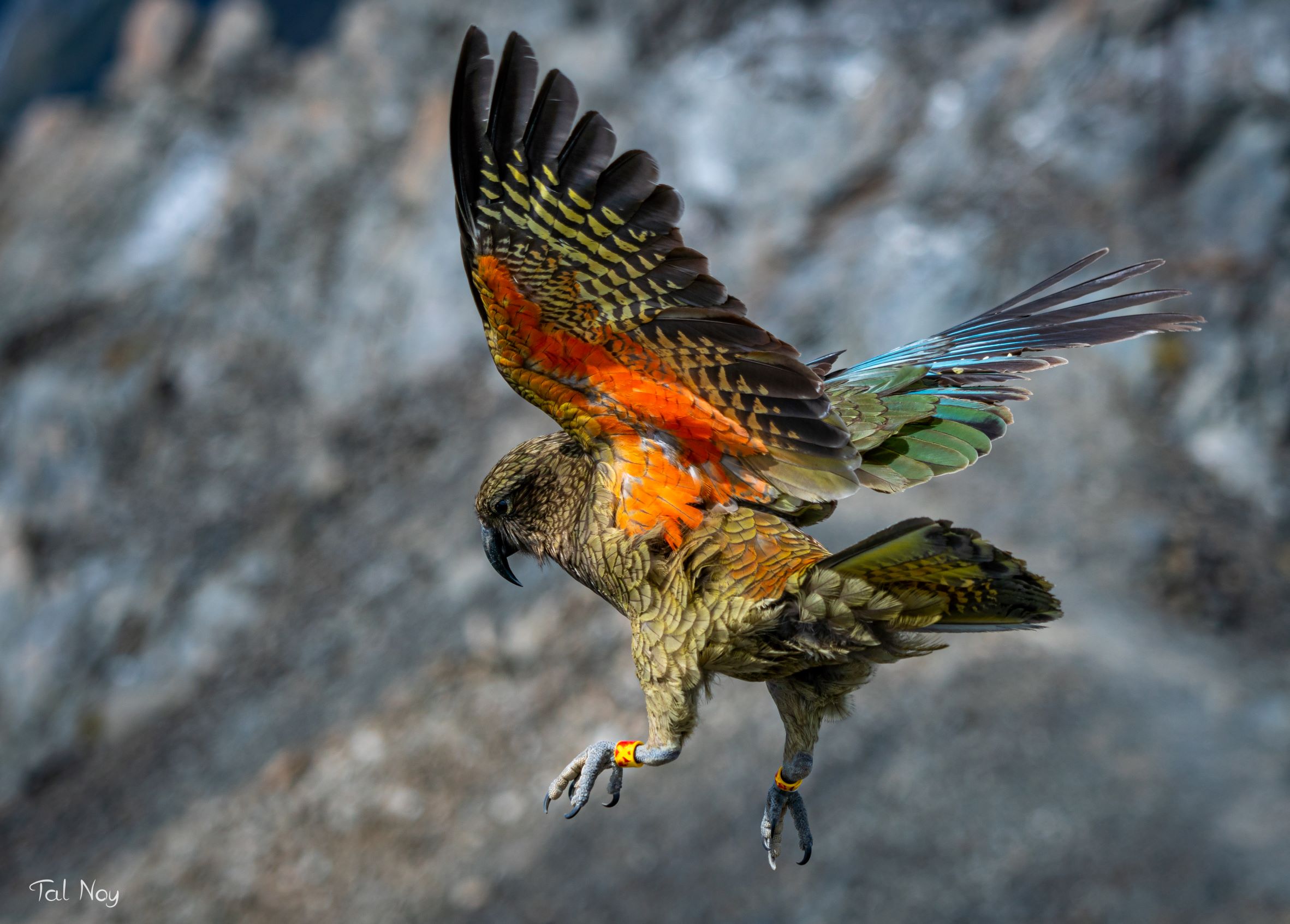 New Zealand's unique alpine parrot photographed at the summit of Avalanche Peak, Arthur's Pass